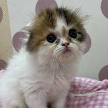 スコティッシュフォールド(折れ耳)【広島県・女の子・2023年5月5日・キャリコ】の写真「たれ目の可愛い癒し系さん♪」