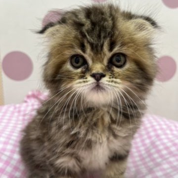 スコティッシュフォールド(折れ耳)【広島県・女の子・2023年5月5日・ブラウンタビー】の写真「たれ耳の可愛いお顔♪」