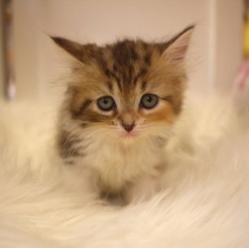 スコティッシュフォールド(立ち耳)【広島県・女の子・2023年7月22日・ブラウンタビー&ホワイト】の写真「たれ目のかわいこちゃん♪」