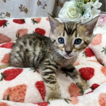 ベンガル【広島県・男の子・2024年1月20日・ブラウンスポッテドタビー】の写真「ごはんもしっかり食べて元気いっぱい！」