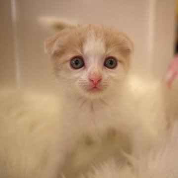 スコティッシュフォールド(折れ耳)【広島県・男の子・2023年7月22日・クリーム&ホワイト】の写真「ママに似てます♪」