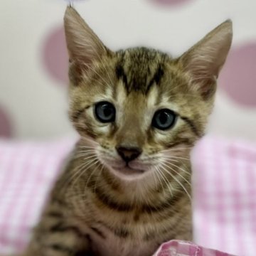 ベンガル【広島県・男の子・2023年1月20日・ブラウンスポッテドタビー】の写真「きりっとした目のカッコいお顔」