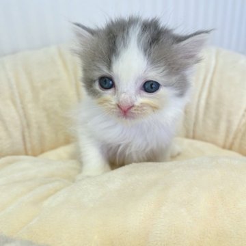 スコティッシュフォールド(立ち耳)【広島県・女の子・2023年7月22日・ブラウンタビー&ホワイト】の写真「困り顔のかわいこちゃん」