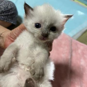 ラグドール【広島県・男の子・2022年7月3日・シールポイント】の写真「ラグドールの子猫生まれました♪」