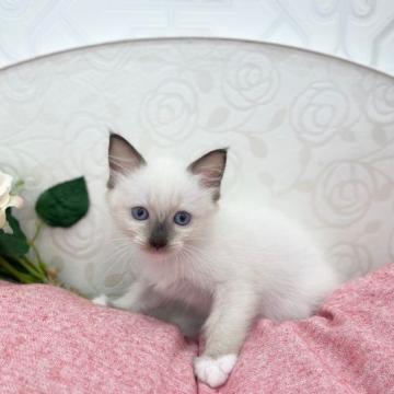 ラグドール【広島県・男の子・2022年7月30日・シールポイント】の写真「ラグドールの子猫生まれました♪」
