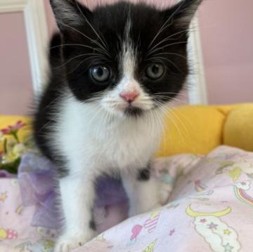 ミヌエット(長足)【広島県・男の子・2022年5月17日・ブラック&ホワイト】の写真「マンチカンの子猫生まれました♪」