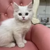 メインクーンとペルシャのミックス【広島県・男の子・2024年5月7日・ホワイト】の写真1