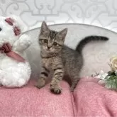 ブリティッシュとアメショーのミックス【広島県・女の子・2024年3月23日・ブラウンタビー】の写真1