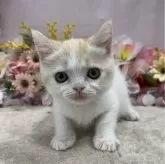 スコティッシュフォールド(立ち耳)【広島県・女の子・2024年2月17日・レッド&ホワイト】の写真1