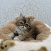 エキゾチックロングヘア
