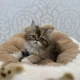 エキゾチックロングヘア【広島県・女の子・2024年1月19日・キャリコ】の写真1