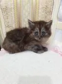 スコティッシュフォールド(立ち耳)【広島県・男の子・2021年4月27日・ブラック】の写真1