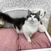 ノルウェージャンフォレストキャット【広島県・女の子・2024年4月21日・ブラウンタビー&ホワイト】の写真1