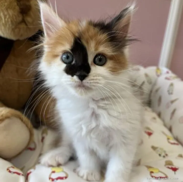 ID：2209-02842の子猫