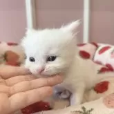 メインクーンとペルシャのミックス【広島県・男の子・2024年5月7日・ホワイト】の写真2