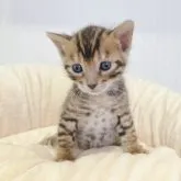 ベンガル【広島県・男の子・2023年7月26日・ブラウンスポッテドタビー(ロゼット)】の写真2