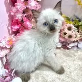 ラグドール【広島県・女の子・2024年2月6日・シールポイント】の写真2