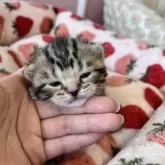 ブリティッシュとアメショーのミックス【広島県・女の子・2024年3月23日・ブラウンタビー】の写真2