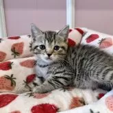 ブリティッシュとアメショーのミックス【広島県・女の子・2024年3月23日・ブラウンタビー】の写真3