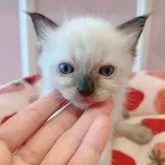 ラグドール【広島県・女の子・2024年2月14日・シールポイント】の写真3