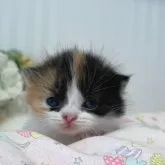 マンチカン(短足)【広島県・女の子・2023年6月23日・キャリコ】の写真4