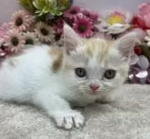 スコティッシュフォールド(立ち耳)【広島県・女の子・2024年2月17日・レッド&ホワイト】の写真4