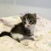 スコティッシュフォールド(立ち耳)【広島県・男の子・2023年7月17日・ブラウンタビー】の写真5