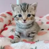 ブリティッシュとアメショーのミックス【広島県・女の子・2024年3月23日・ブラウンタビー】の写真5