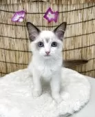 ラグドール【広島県・女の子・2025年5月9日・ブルーポントバイカラー】の写真10