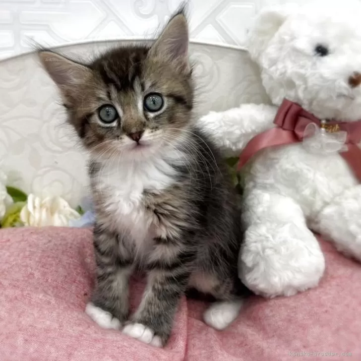 ID：2504-02011の子猫