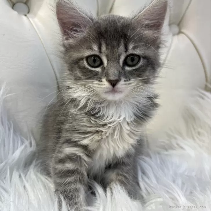 ID:2504-02022の子猫