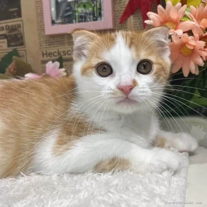 スコティッシュフォールド(折れ耳)【広島県・男の子・2025年9月1日・レッドタビー&amp;ホワイト】の写真1