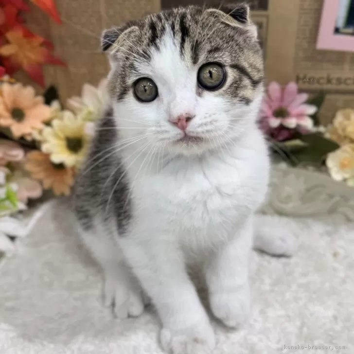 スコティッシュフォールド(立ち耳)【広島県・男の子・2025年8月20日・ブラウンタビー&amp;ホワイト】の写真1