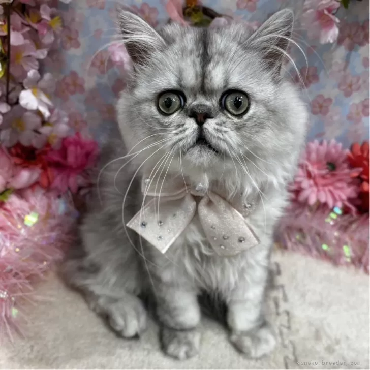 ID:2412-02182の子猫