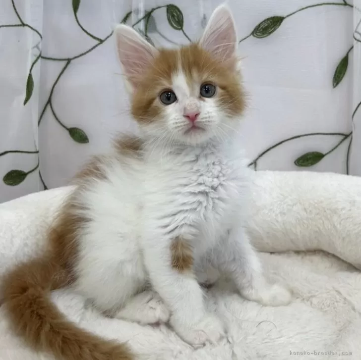 ID:2504-01769の子猫