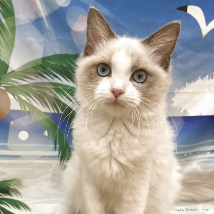 ID:2504-00987の子猫