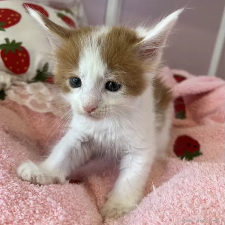 ID:2504-01765の子猫