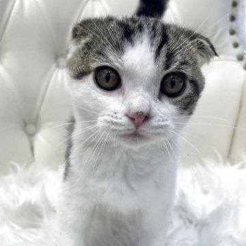 スコティッシュフォールド(折れ耳)【広島県・男の子・2025年8月20日・ブラウンタビー&ホワイト】の写真「ﾌﾞﾘﾃｨｯｼｭみたいなぷにゅっとお口♪」