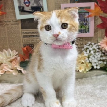 スコティッシュフォールド(折れ耳)【広島県・男の子・2025年9月1日・レッドタビー&ホワイト】の写真「たれ目で可愛い子☆ ノルちゃん達とも仲良し♪」