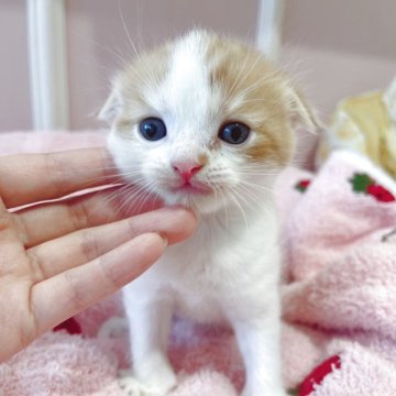 スコティッシュフォールド(折れ耳)【広島県・男の子・2025年9月1日・レッドタビー&ホワイト】の写真「人気なレッドタビーホワイト」