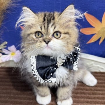 エキゾチックロングヘア【広島県・男の子・2025年6月8日・ブラウンタビー&ホワイト】の写真「おっとり、ごろっごろの甘えん坊です」