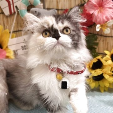 ミヌエット(長足)【広島県・女の子・2025年3月20日・キャリコ】の写真「珍しい配色のおしゃれちゃん♪」