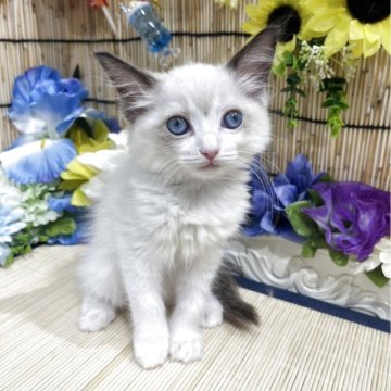 ラグドール【広島県・女の子・2025年5月9日・ブルーポントバイカラー】の写真「なすママ初めてベビ☆おめめぱっちり」