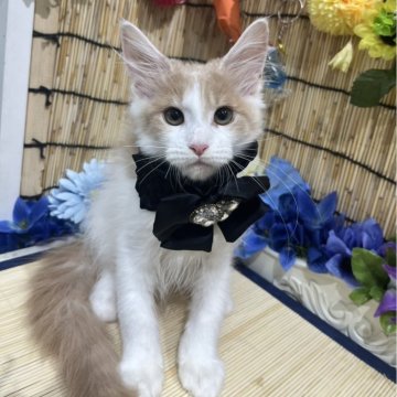 メインクーン【広島県・女の子・2025年3月13日・クリーム&ホワイト】の写真「人気なクリームちゃん」
