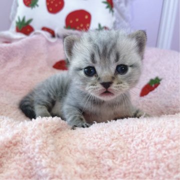 ブリティッシュ×アメショのミックス【広島県・男の子・2025年3月27日・シルバータビー】の写真「おめめがクリっと顔丸で可愛いです」