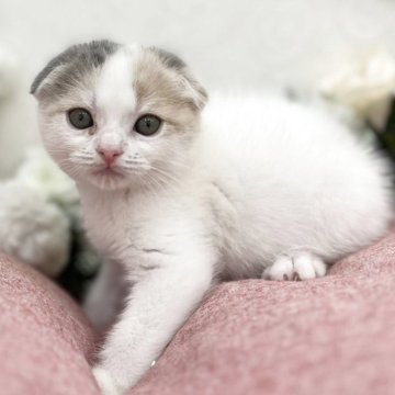 スコティッシュフォールド(折れ耳)【広島県・女の子・2025年9月1日・ブルーパッチドタビー&ホワイト】の写真「丸顔、おっとりした性格　可愛い色」