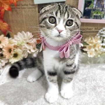 スコティッシュフォールド(折れ耳)【広島県・女の子・2025年8月20日・ブラウンタビー&ホワイト】の写真「甘えん坊のごろごろちゃん 遊ぶの大好き☆」