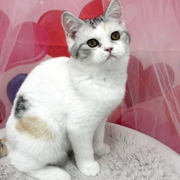 スコティッシュフォールド(立ち耳)【広島県・女の子・2025年9月1日・ブルーパッチドタビー&ホワイト】の写真「可愛いマイペースちゃん♪」