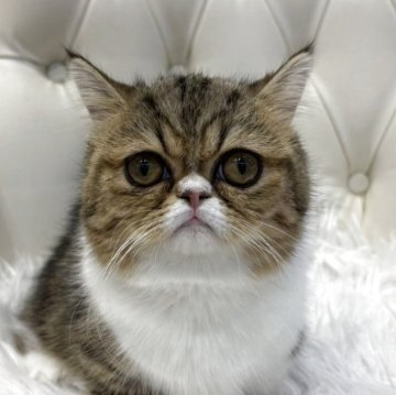 ミヌエット(短足)【広島県・女の子・2025年6月2日・ブラウンタビー&ホワイト】の写真「おめめ零れ落ちそうかわいい短足ちゃん♪」