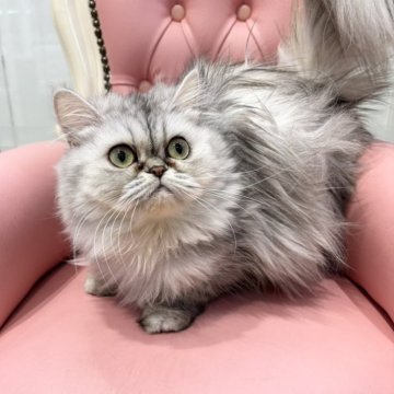 ミヌエット(長足)【広島県・女の子・2024年7月9日・シルバータビー】の写真「ごろっごろの人懐こい子です♪」